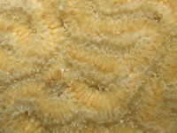 BRAIN CORAL POLYPS   SLIDE