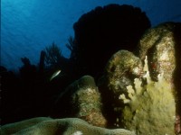 CHRISTMAS TREE WORM REEFSCA