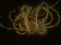 CRINOID   SLIDE 101