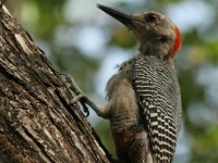 IMG 4088a-woodpecker