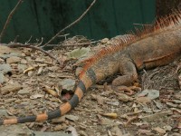 IMG 4100a-iguana