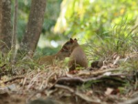 IMG 4107-agouti