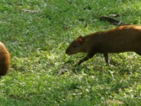 IMG 4125a-agouti