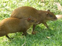 IMG 4126a-agouti