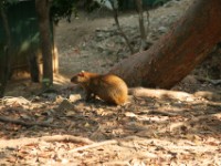 IMG 4130-agouti