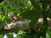 IMG 4138a-iguana