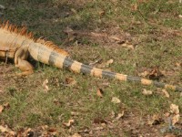 IMG 4140a-iguana