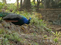 IMG 4164a-peacocks