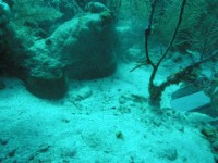 P5161218-moray-eel