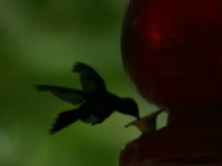 20060517roatan-hummingbird