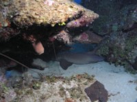 P5171287-nurse-shark