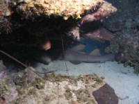 P5171288-nurse-shark