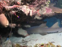 P5171289-nurse-shark