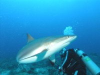 Waihuka Shark Dive (18 May 2006)