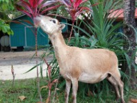 Roatan DSC 0024 E1